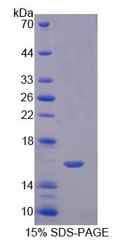 Figure 1. SDS-PAGE