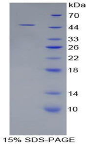 Figure 1. SDS-PAGE