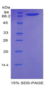 Figure 1. SDS-PAGE