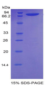 Figure 1. SDS-PAGE