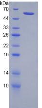 Figure 2. SDS-PAGE