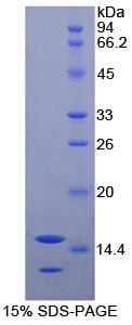 Figure 1. SDS-PAGE