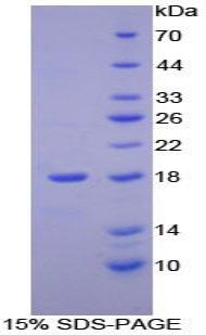 Figure 1. SDS-PAGE