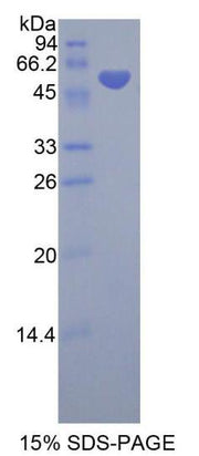 Figure 1. SDS-PAGE