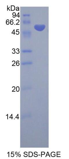 Figure 1. SDS-PAGE