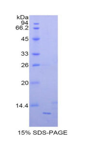 Figure 1. SDS-PAGE