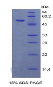 Figure 1. SDS-PAGE