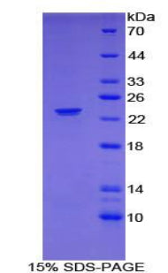 Figure 1. SDS-PAGE
