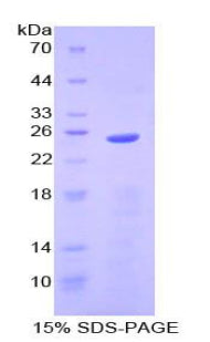 Figure 1. SDS-PAGE