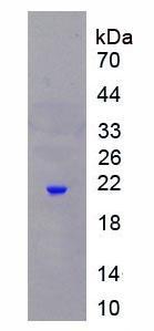 Figure 2. SDS-PAGE