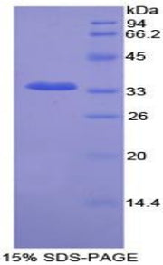 Figure 1. SDS-PAGE