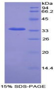 Figure 1. SDS-PAGE