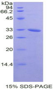 Figure 1. SDS-PAGE
