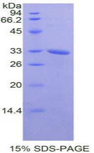 Figure 1. SDS-PAGE
