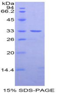 Figure 1. SDS-PAGE