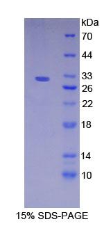 Figure 1. SDS-PAGE
