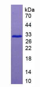 Figure 1. SDS-PAGE