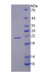 Figure 2. SDS-PAGE