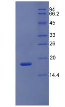 Figure 2. SDS-PAGE