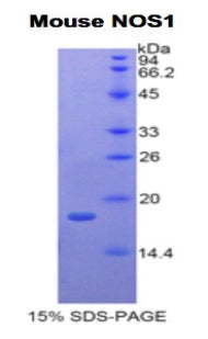 Figure 1. SDS-PAGE