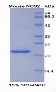 Figure 1. SDS-PAGE
