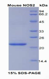 Figure 1. SDS-PAGE