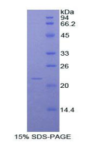 Figure 1. SDS-PAGE