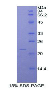 Figure 1. SDS-PAGE