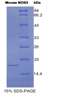 Figure 1. SDS-PAGE