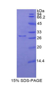 Figure 1. SDS-PAGE