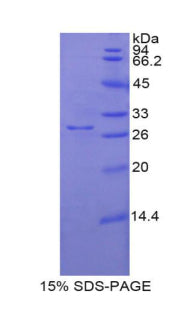 Figure 1. SDS-PAGE