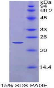 Figure 1. SDS-PAGE