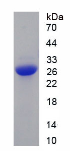 Figure 1. SDS-PAGE