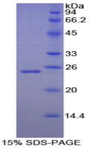 Figure 1. SDS-PAGE