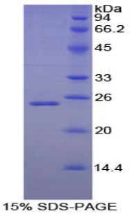 Figure 1. SDS-PAGE