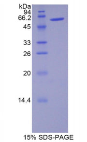Figure 1. SDS-PAGE