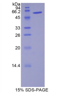 Figure 1. SDS-PAGE
