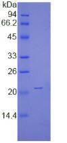 Figure 1. SDS-PAGE