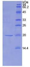 Figure 1. SDS-PAGE