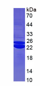 Figure 1. SDS-PAGE