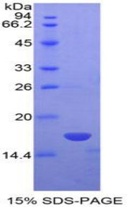 Figure 1. SDS-PAGE