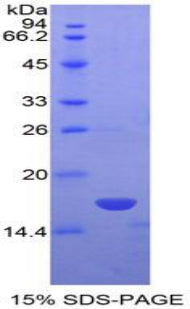 Figure 1. SDS-PAGE