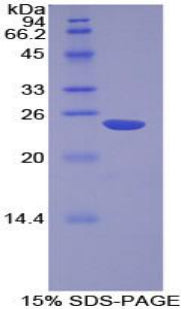 Figure 1. SDS-PAGE