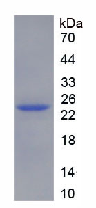 Figure 1. SDS-PAGE