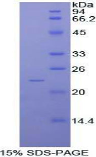 Figure 1. SDS-PAGE