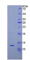 Figure 3. SDS-PAGE