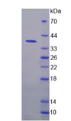Figure 2. SDS-PAGE