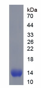 Figure 1. SDS-PAGE