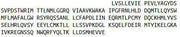 Recombinant Glucocorticoid Receptor (GR), RPU43103