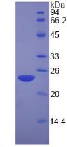 Figure 2. SDS-PAGE